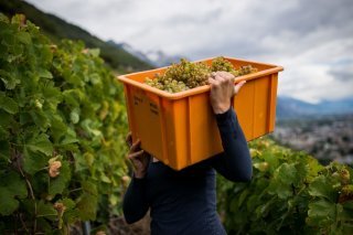 Vendanges